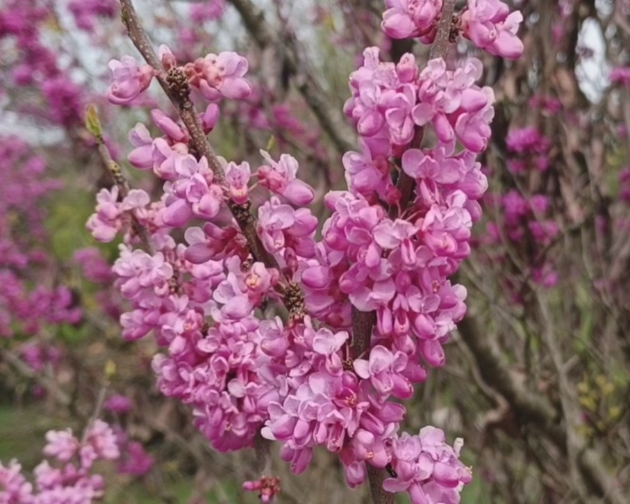 Адлер, Церцис,  март 2025 г.