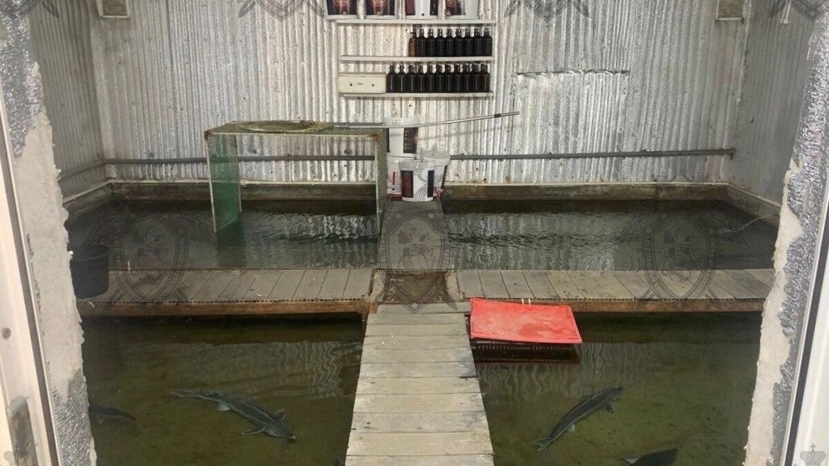     Источник: Фото: ростовский Следком