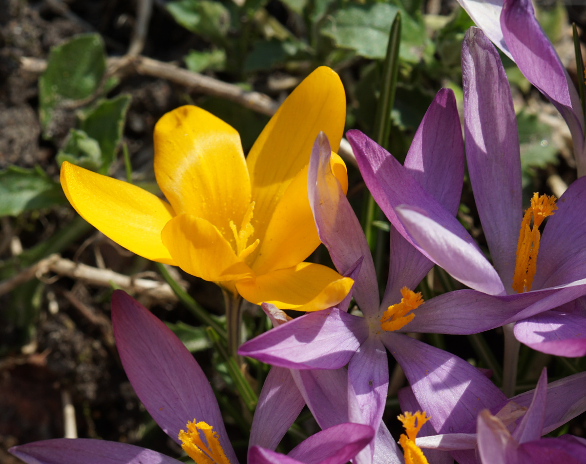 Яркие и разные