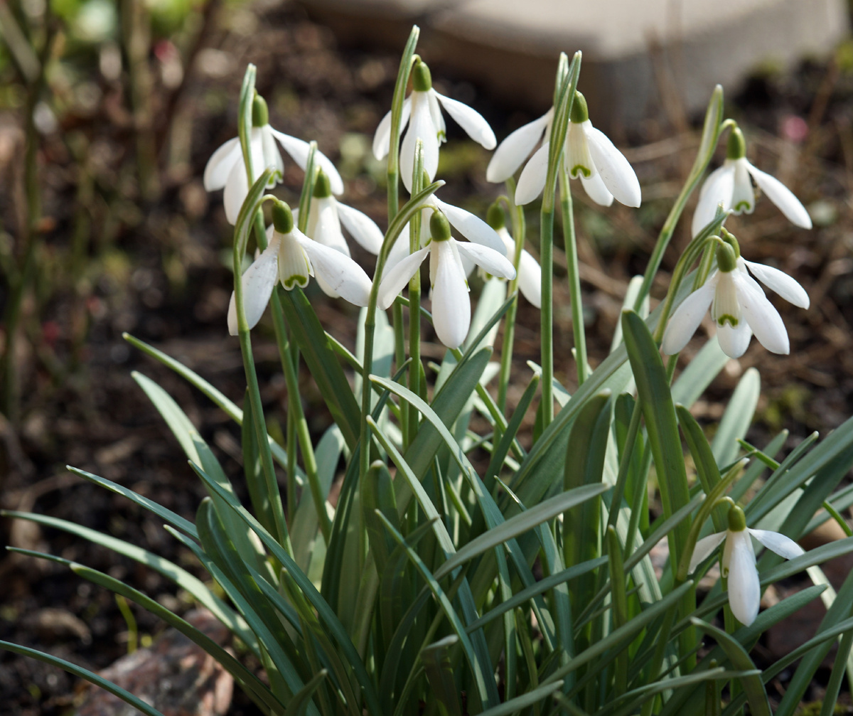 Нежные фонарики