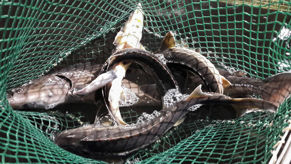 Фото: Александр Чиженок / Коммерсантъ