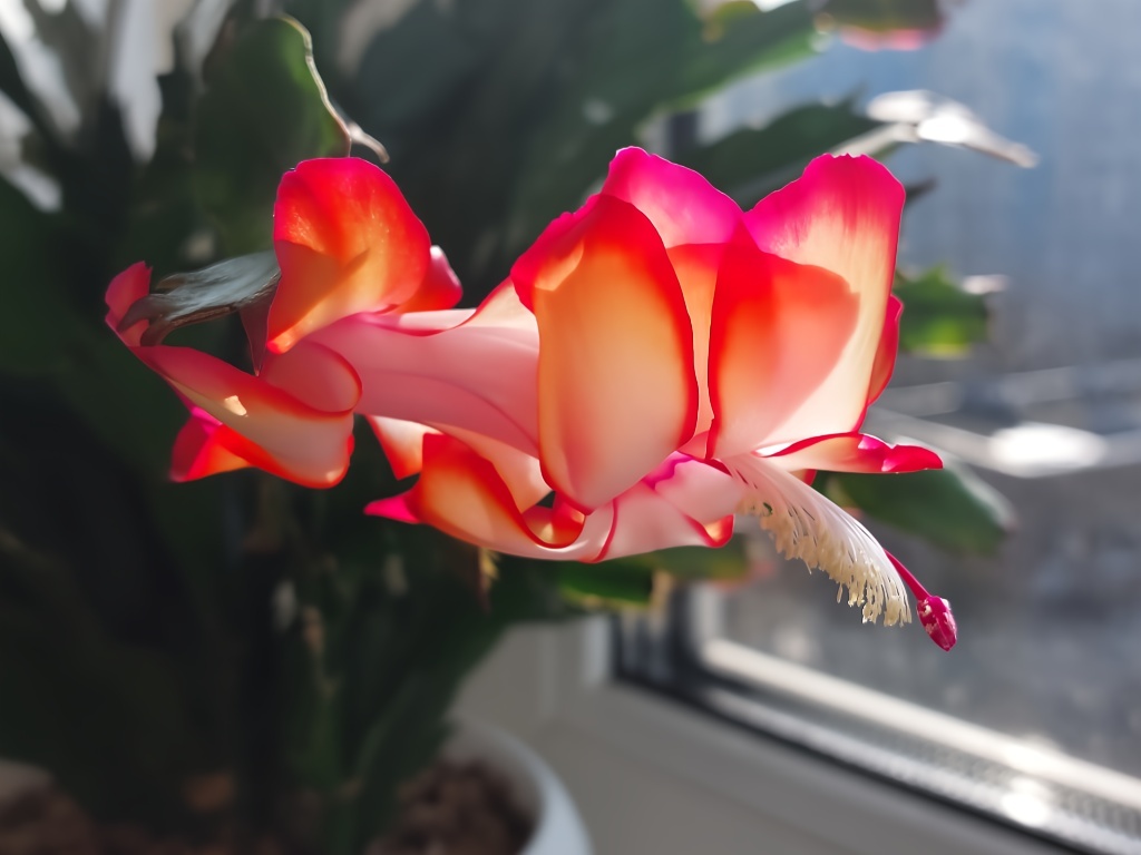 Шлюмбергера Samba Brasil