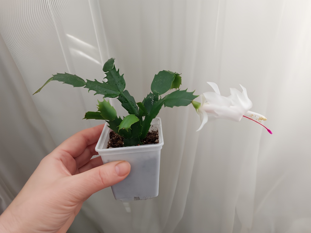 
Шлюмбергера Salvador Brasil