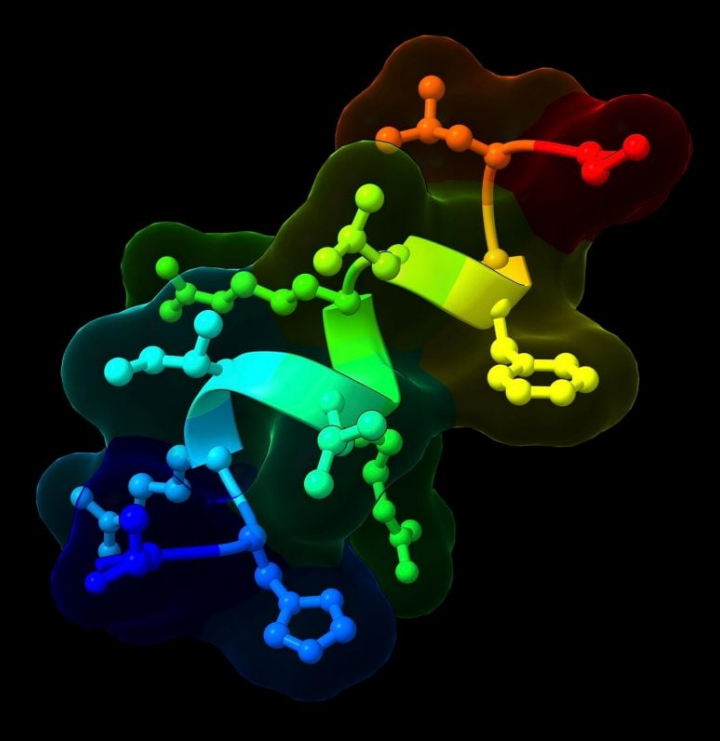 Пептид BRP из 12 аминокислот (сферы — это атомы, а палочки — это связи) подавляет аппетит и снижает набор веса у мышей и свиней, не вызывая тошноты или отвращения к пище.[1]