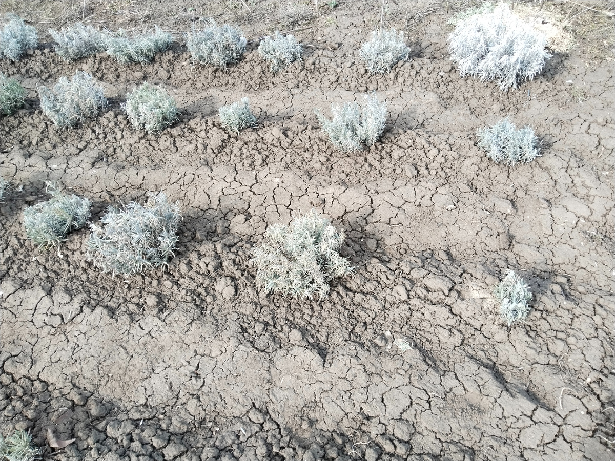 Пока непонятно, все ли кустики живы