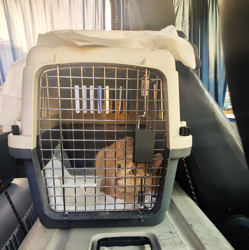 Занял удобное место прямо "на голове" у водителя