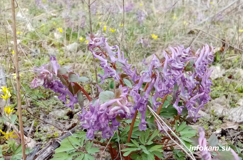    Хохлатка Галлера в камышинских посадках