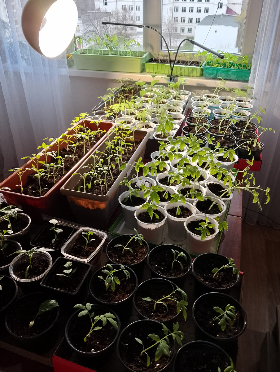 Почти плантация))) 