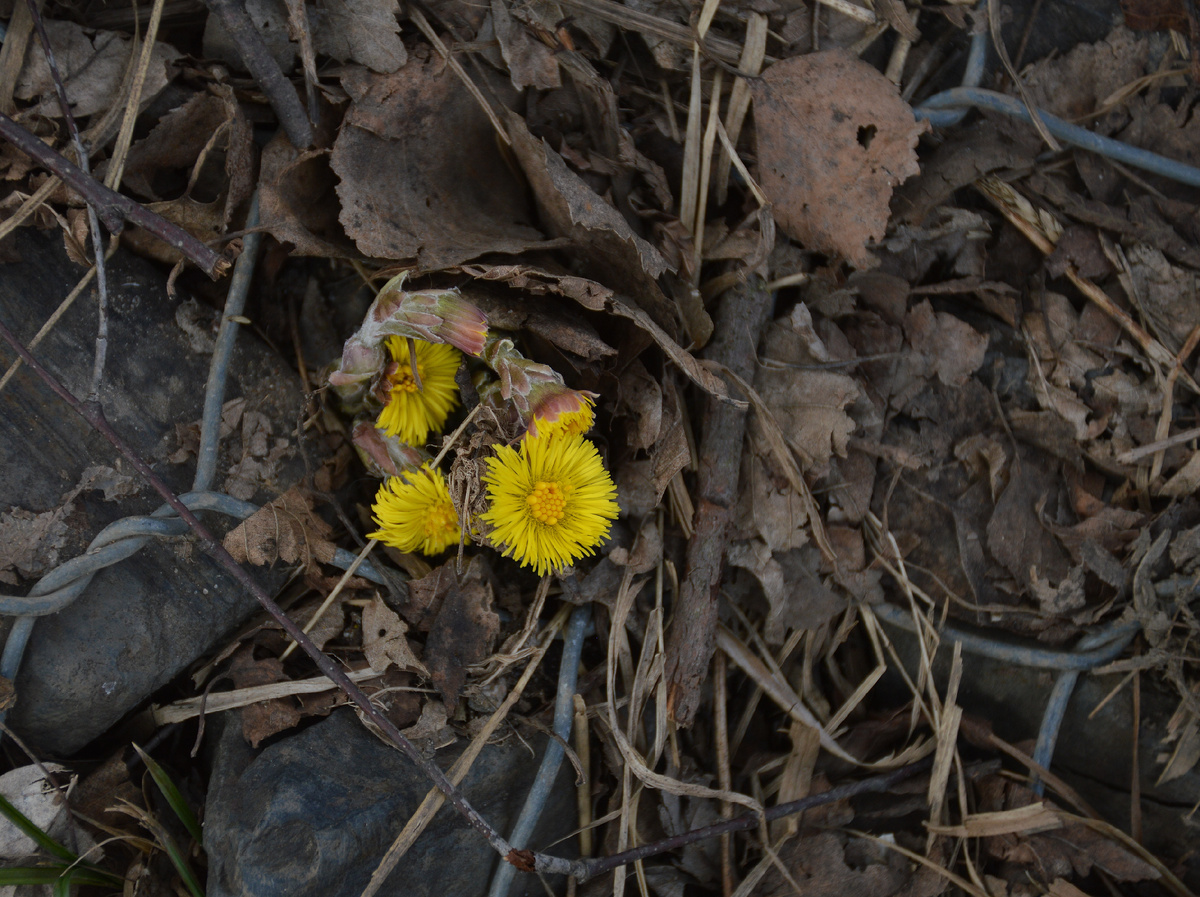Все фотографии в статье мои