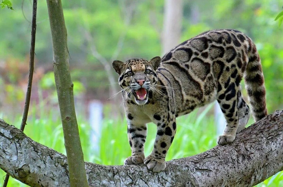 дымчатые леопарды-представители семейства кошачих