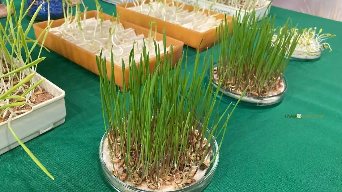 Фото:© Александр Чуперев / Glavagronom.ru
Вирус лихорадки денге используют китайские ученые для редактирования генов растений