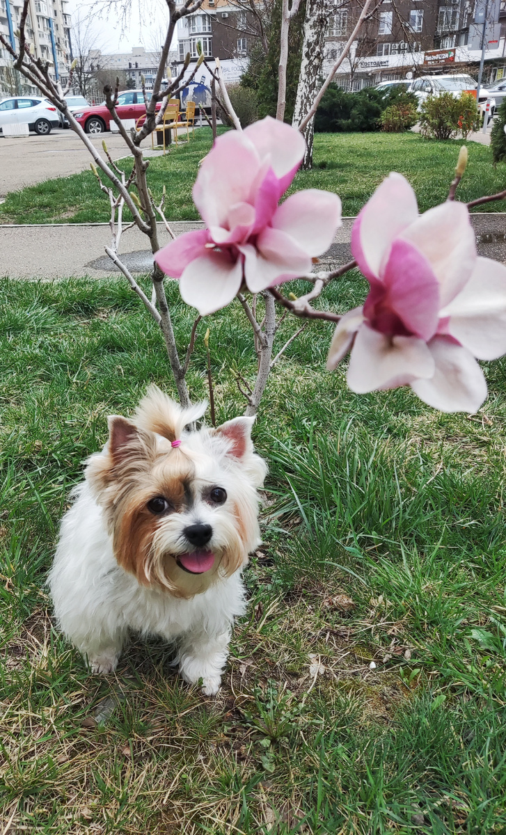 Буся и магнолия