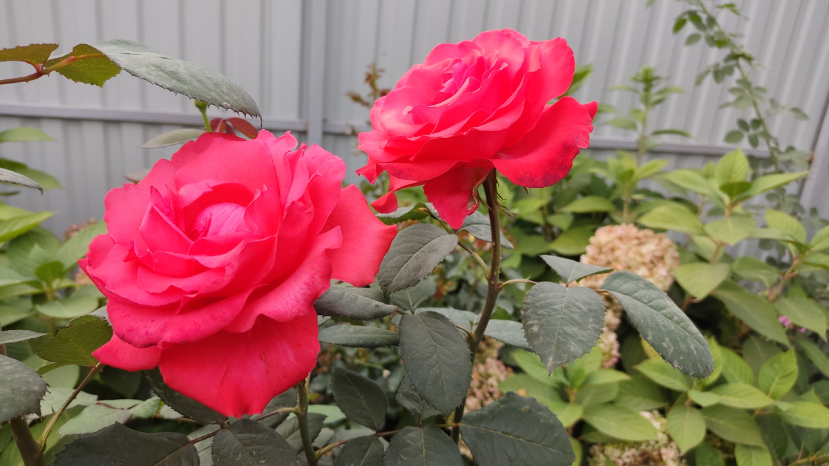 Когда весной снимать зимнее укрытие с роз