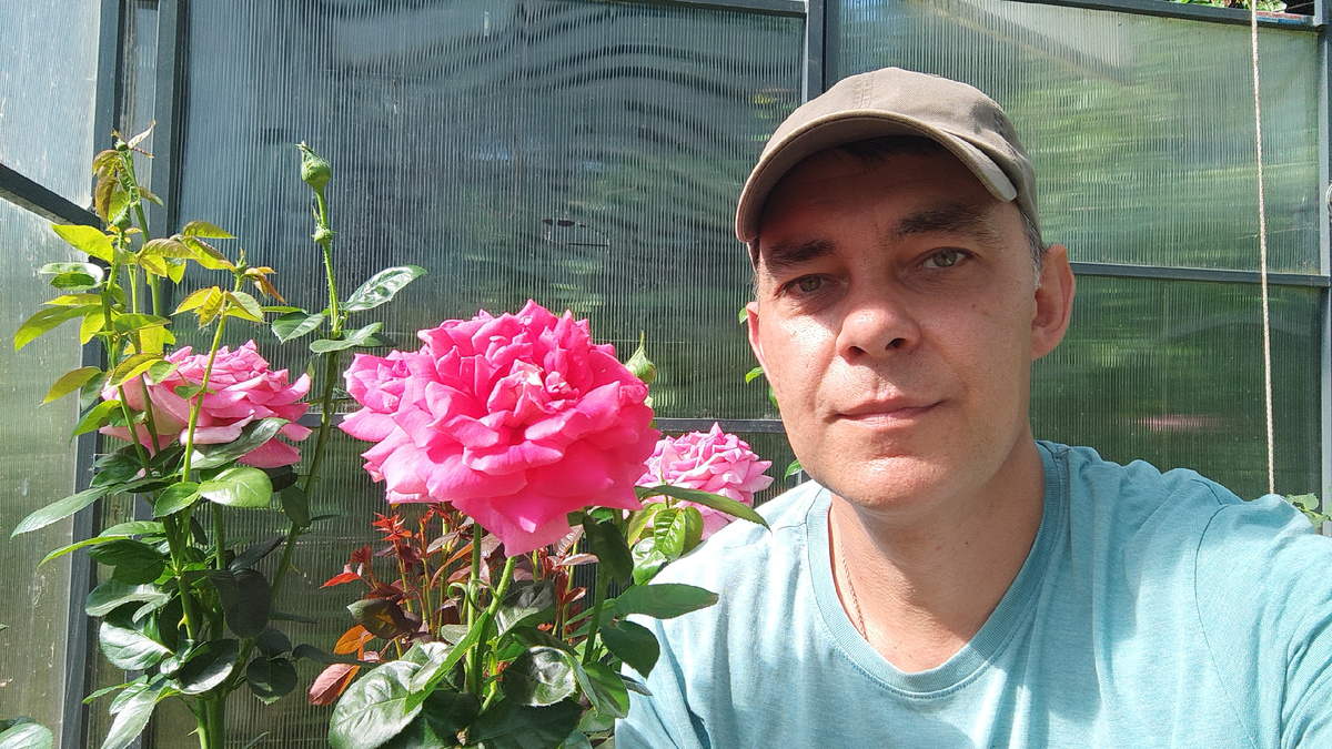 Как выращивать розы