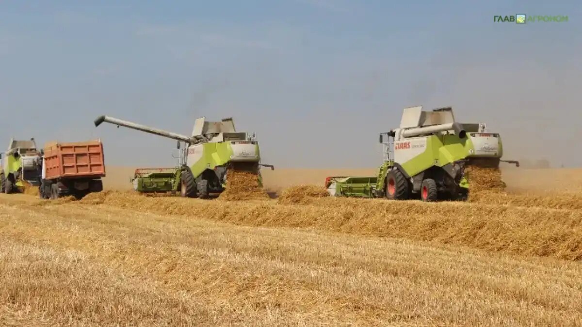 Фото:© Владимир Исаенко / Glavagronom.ru
Оценку потерь зернового рынка представил глава аналитической компании «Агроспикер» Виталий Шамаев