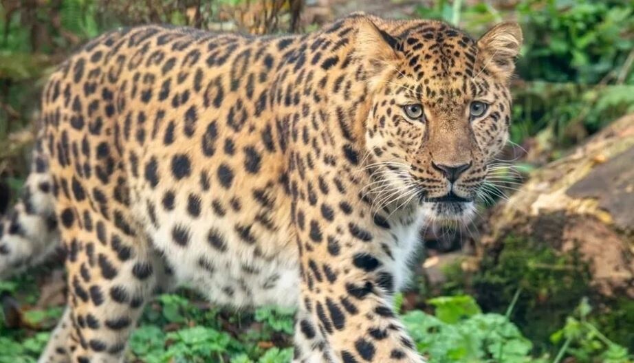 Дальневосточный леопард