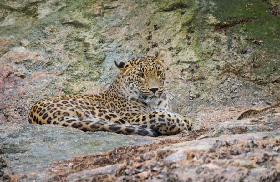 Переднеазиатский леопард