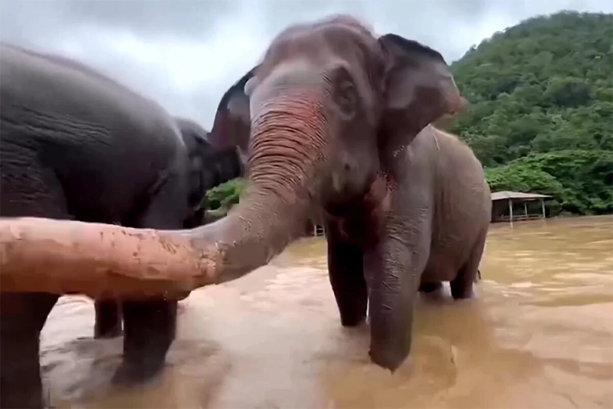    Слон напал и едва не перевернул машину с россиянками на Шри-Ланке