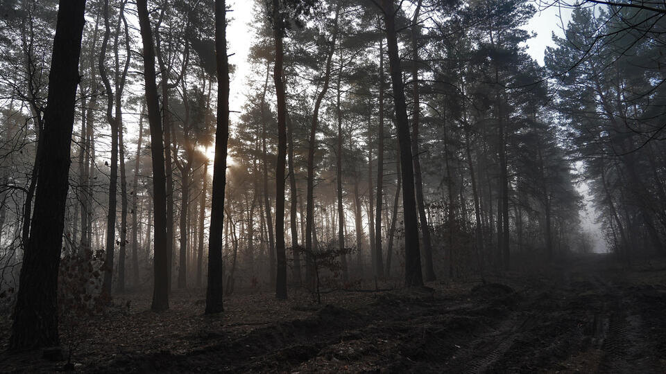     Работник пилорамы рассказал о жителе Твери, убившем 13-летнюю девочку в лесу ИЗВЕСТИЯ/Павел Волков