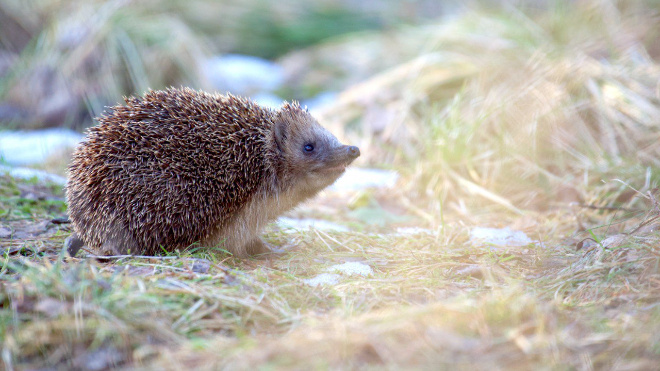 Фото: Виктор Павлов/Telegram-канал "Каждой твари по паре"