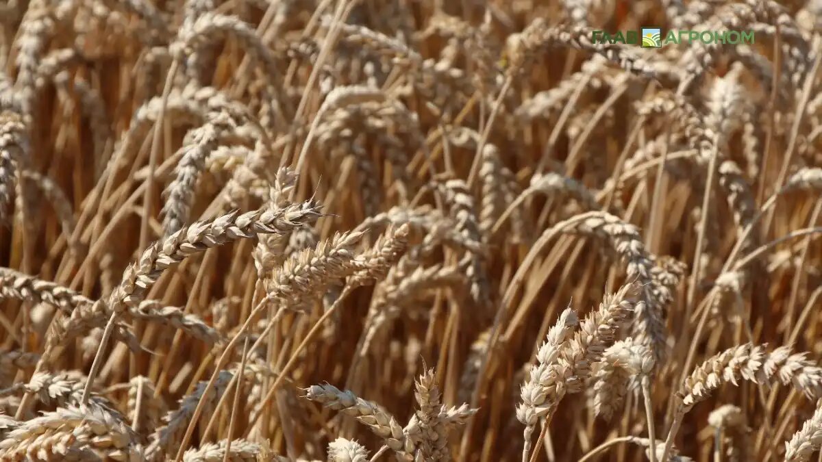 Фото:© Владимир Исаенко / Glavagronom.ru
Два новых сорта пшеницы вывели воронежские и краснодарские селекционеры