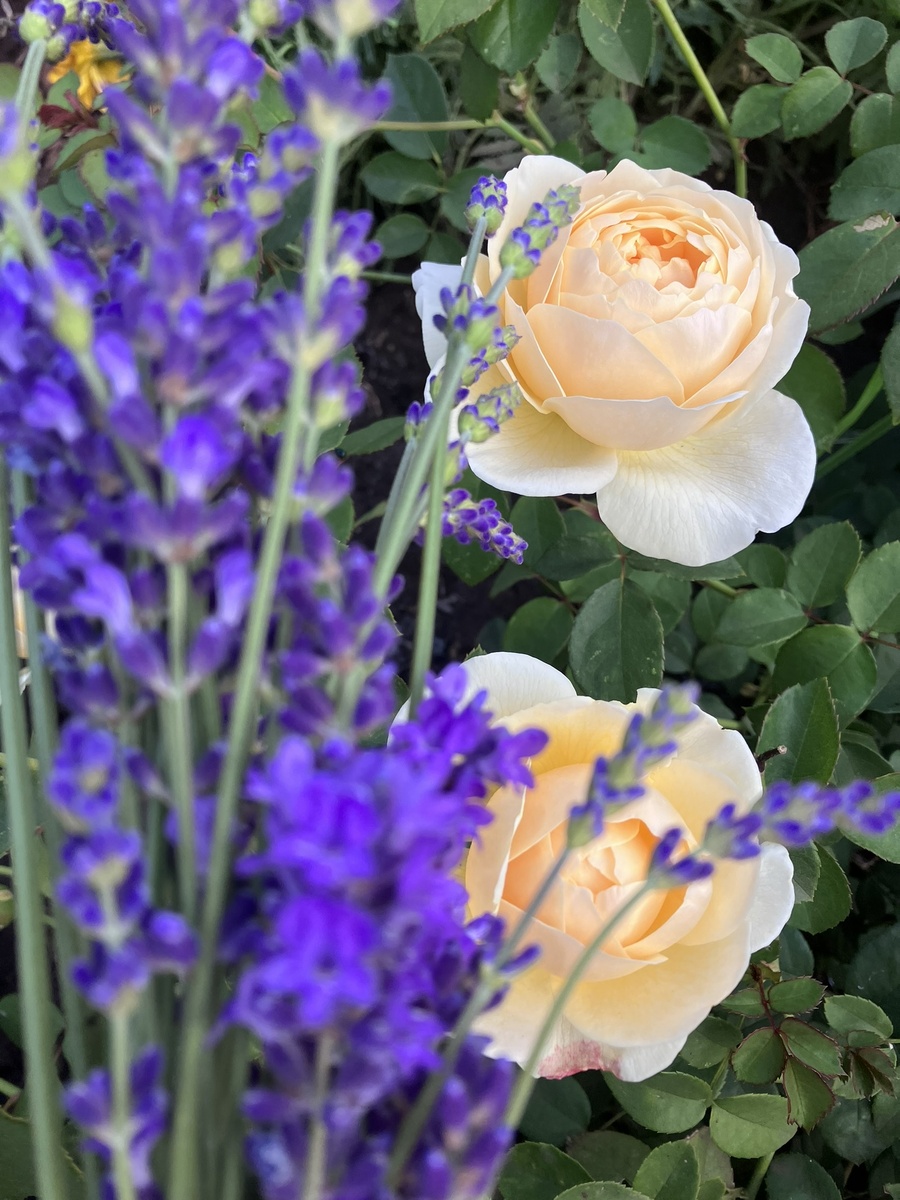 Роза и лаванда - чудесная пара