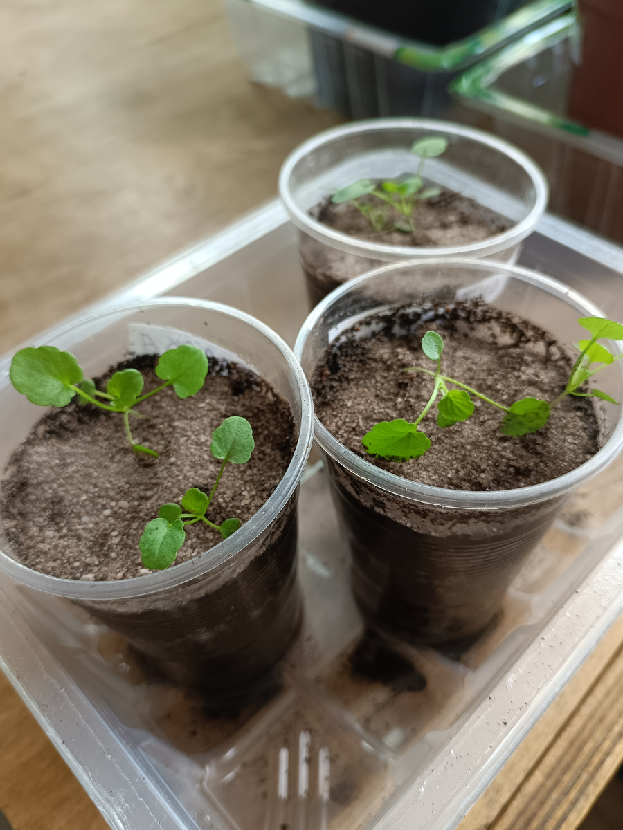 Фиалка рогатая