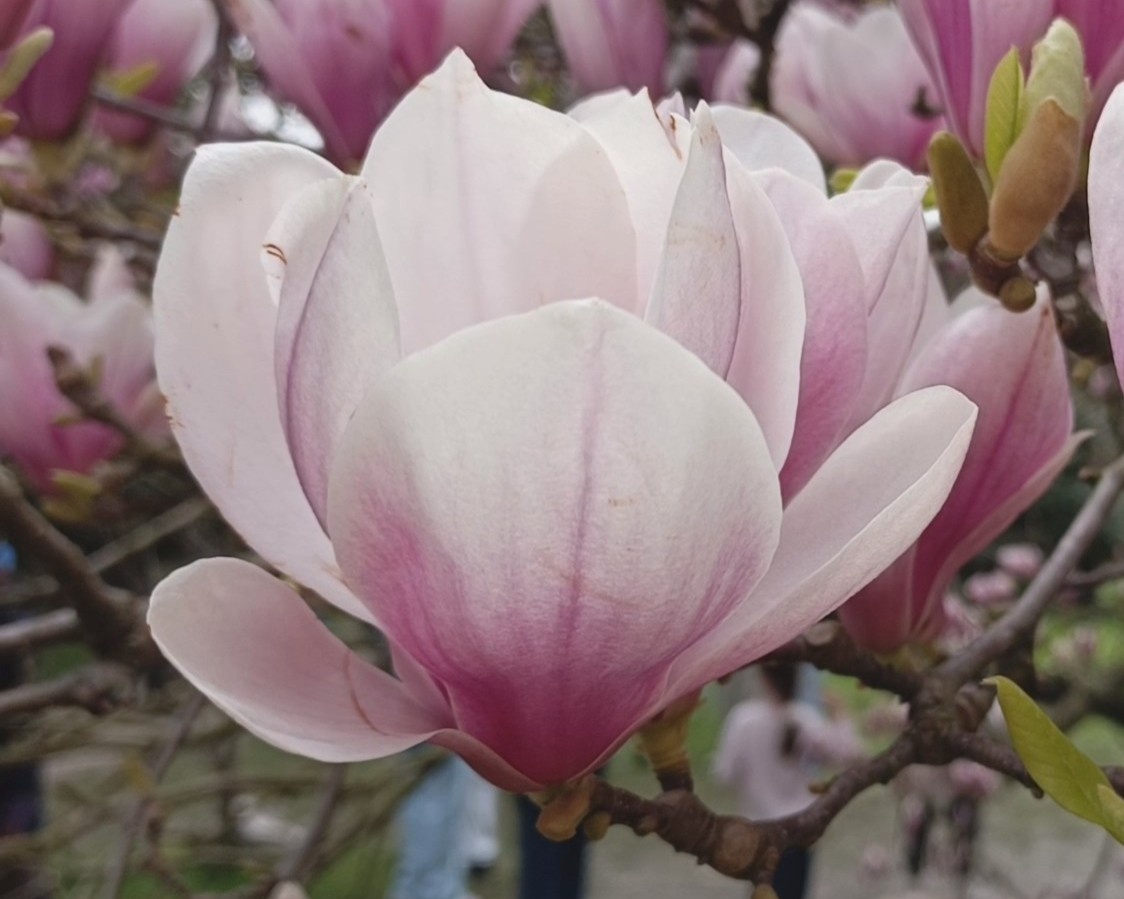 Адлер, Парк ЮК, Магнолия Суланжа, март 2025 г.