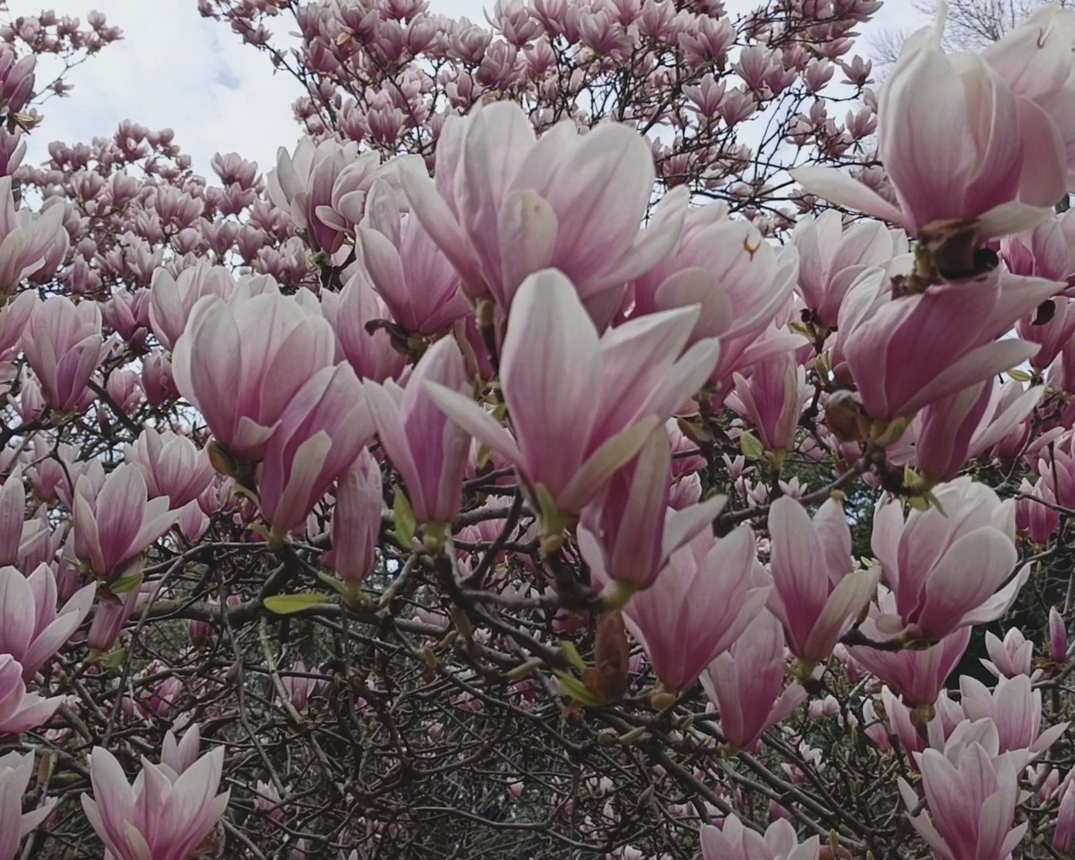 Адлер, Парк ЮК, Магнолия Суланжа, март 2025 г.