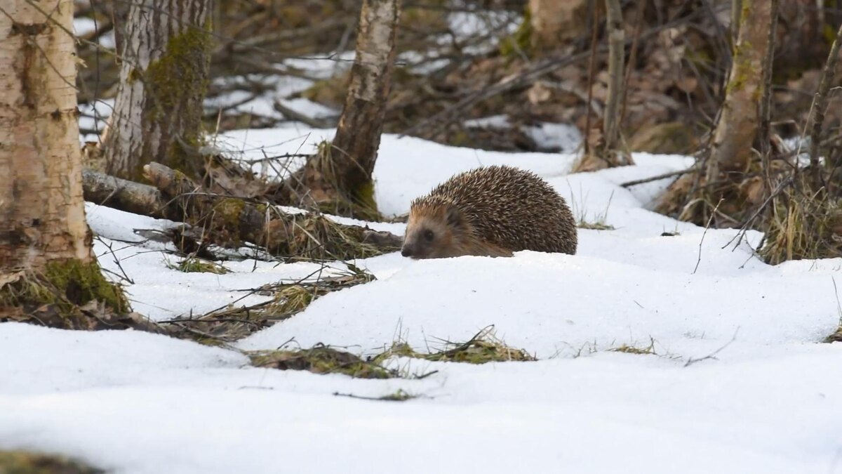   Фото: t.me/kazdoytvaripopare