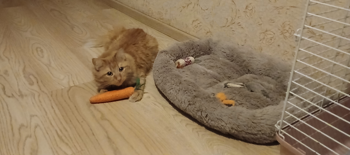 Вот вечно училка фотографирует бедного котика, чтобы опозорить его