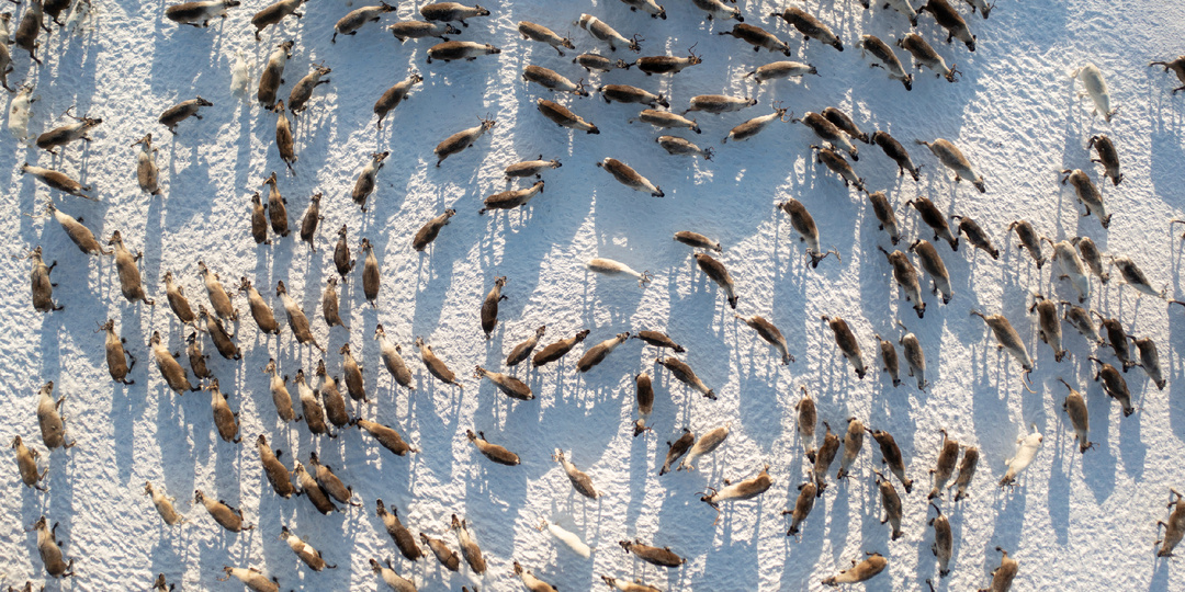 В ГОСТИ К ОЛЕНЕВОДАМ