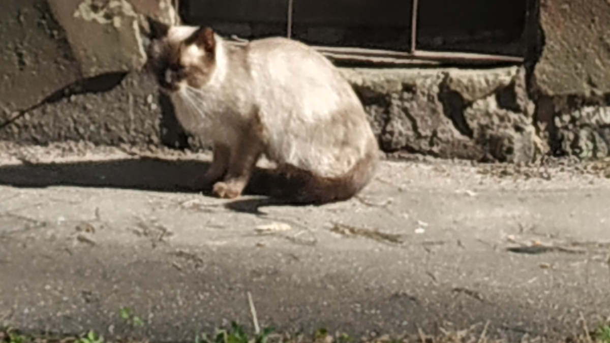 Этот котик является папой нашихсиамских котят