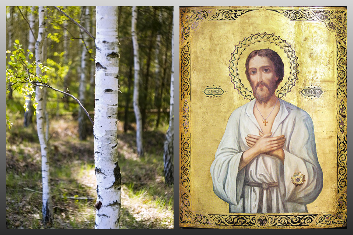 Икона Алексий, Человек Божий/azbuka.ru, Берёза/pixabay.com