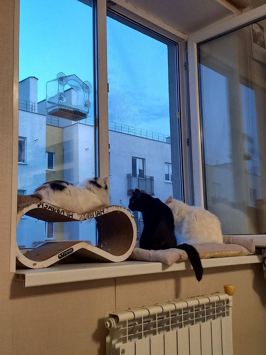 Кошачья идиллия