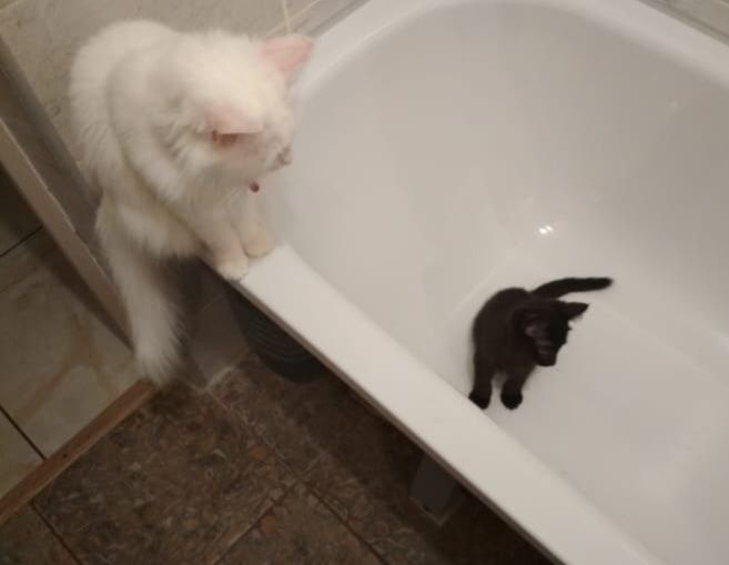 Когда приехал маленький оккупант😁