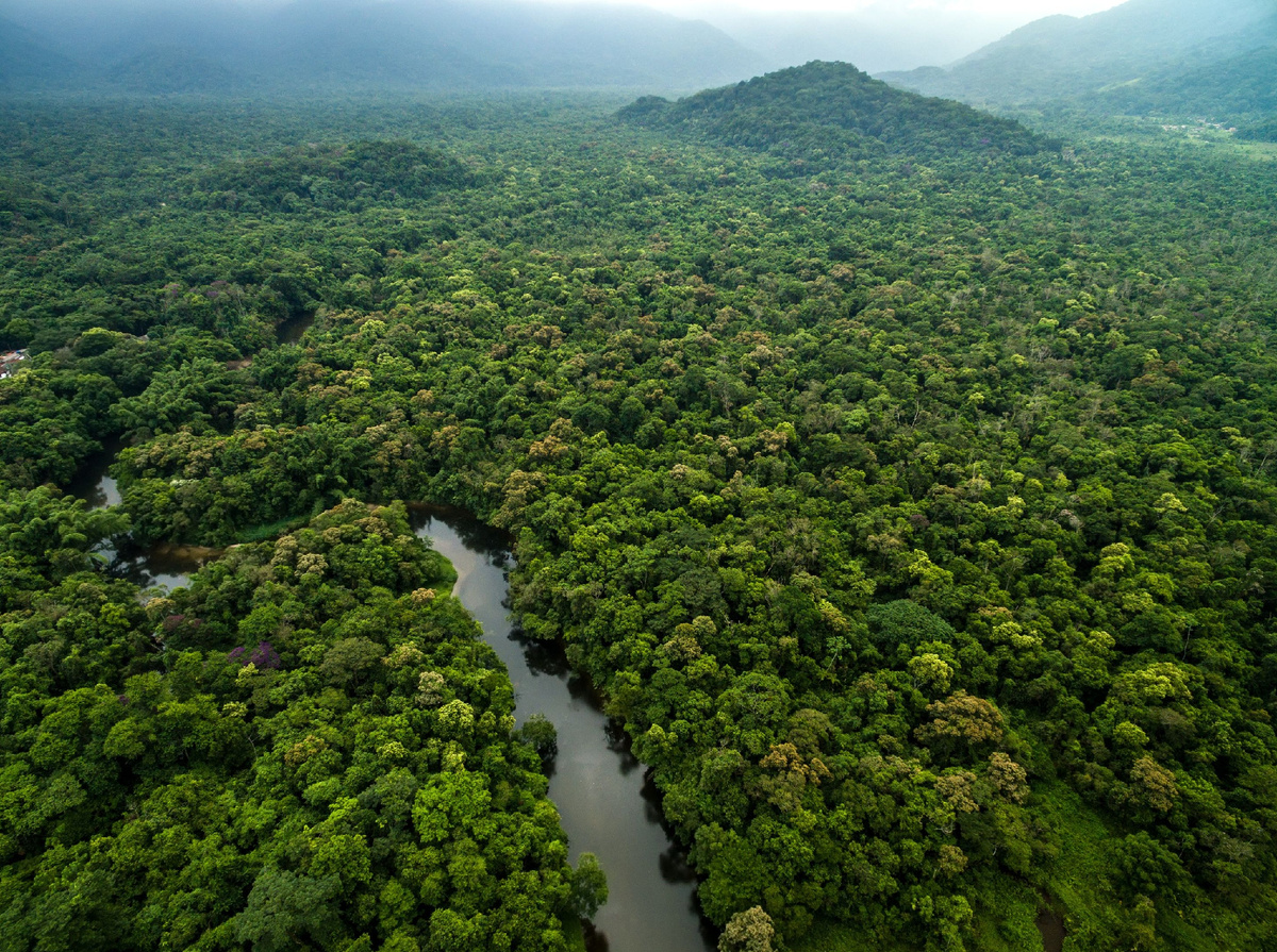 Джунгли Габона – непроходимые леса, скрывающие много тайн. (Фото: i.pinimg.com).
