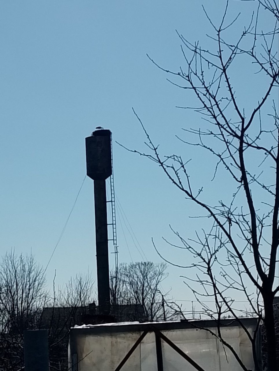 Наши аисты)