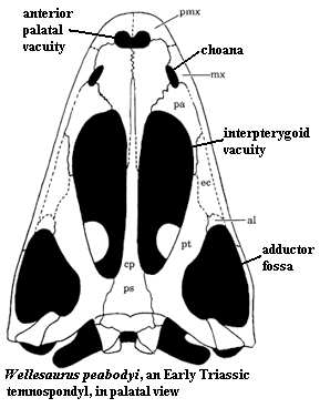 Череп родича Мастодонзавра – веллезавра из раннего триаса.
