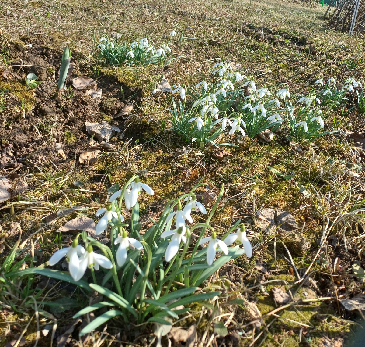 Подснежники