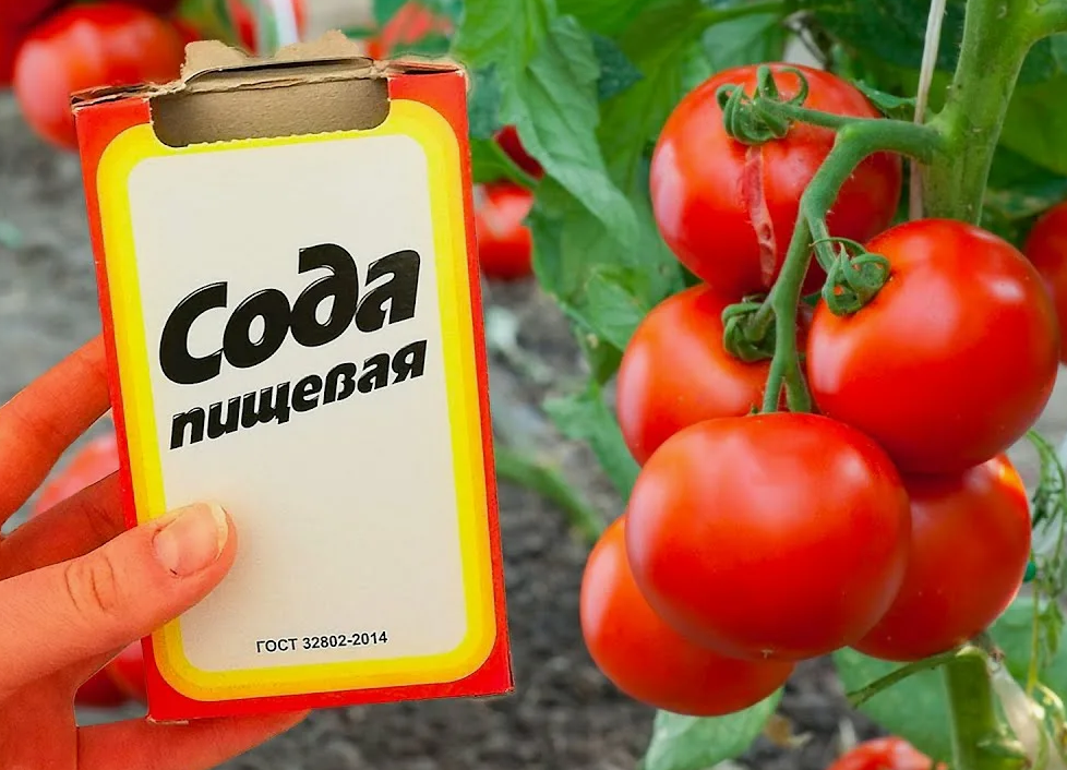 Сода для томатов