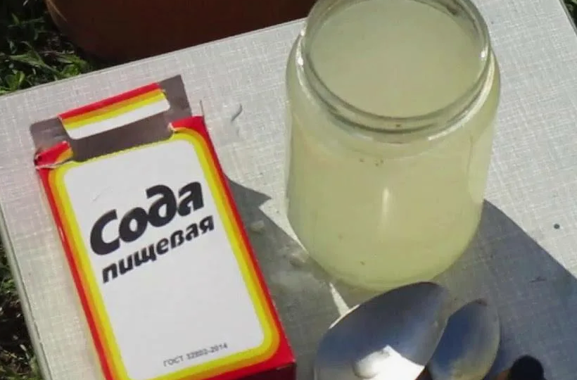 Практика применения соды для повышения урожайности томатов