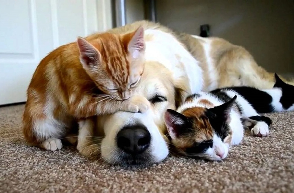 Мошенники вымогают взятки за "регистрацию" документов.