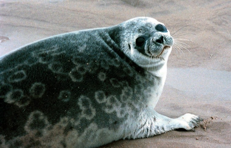    Sergei Zaitsev/Russian Look/Global Look Press