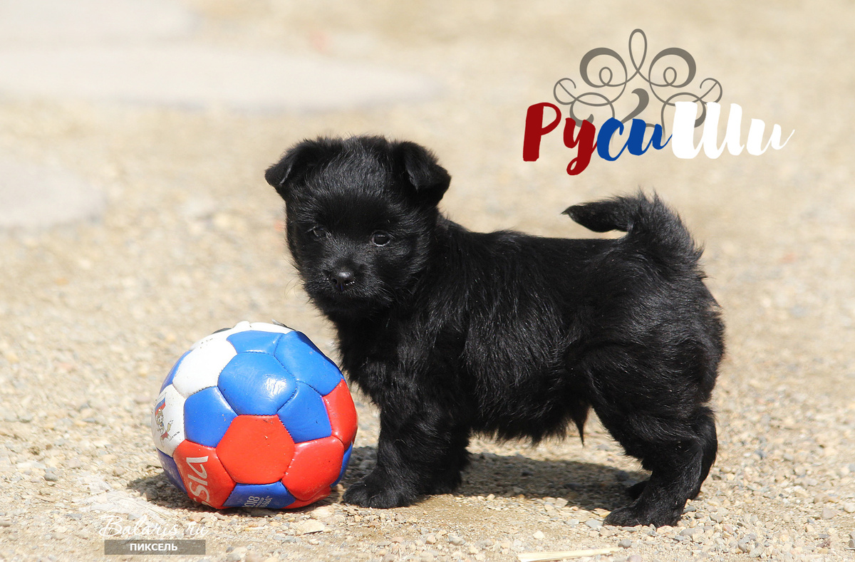 РусиШ в возрасте 2 месяца.