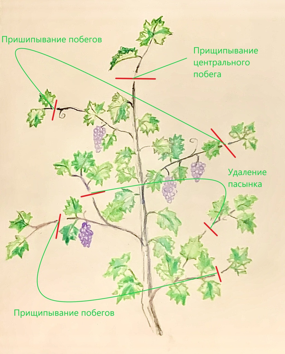 Для понимания отличия прищипывания от пасынкования