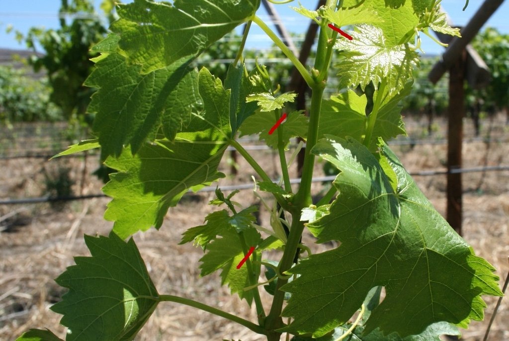 Частичное удаление пасынков с сохранением 1 развитого листа