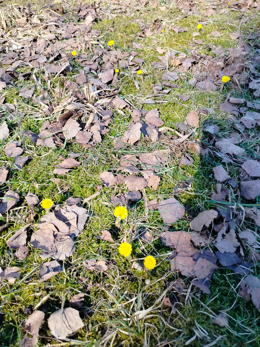 В парке Победы уже мать-и-мачеха цветёт