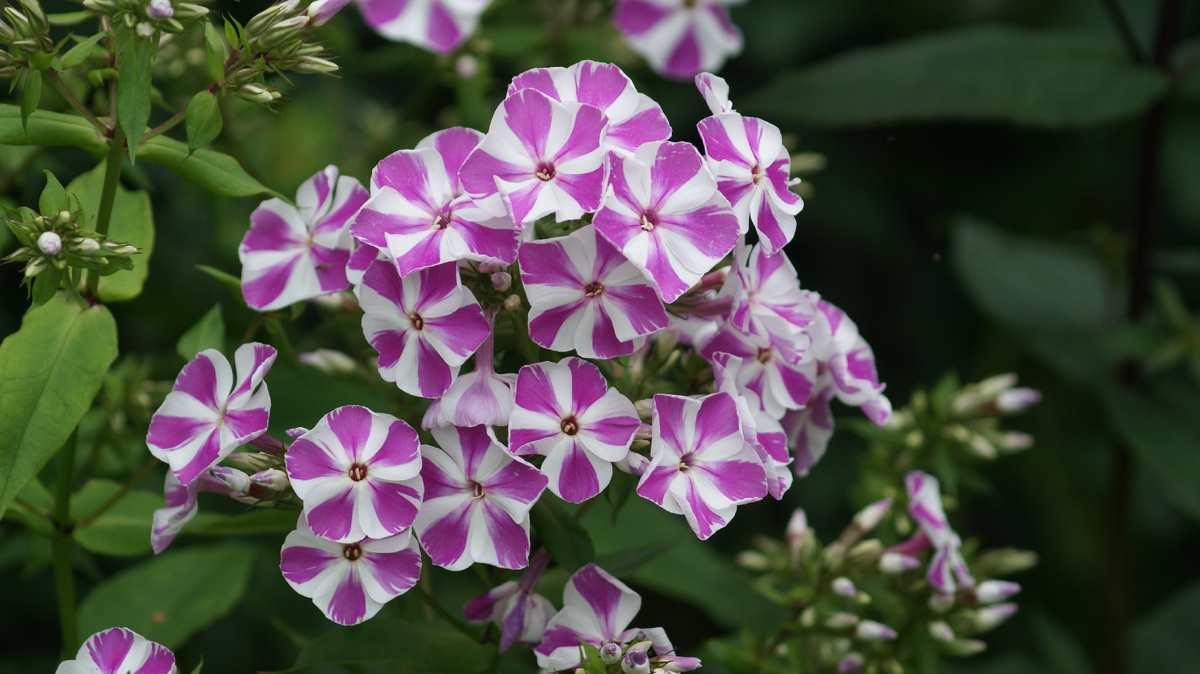 "Мишенька" в моём саду