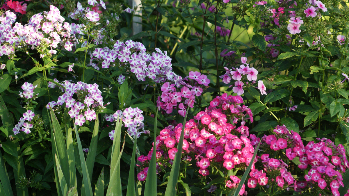 "Мишенька" слева